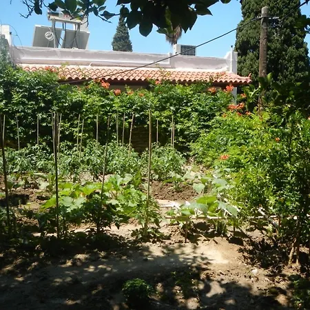 Lemon Tree House Albergue