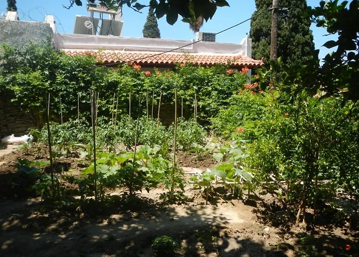 Lemon Tree House بيت شباب